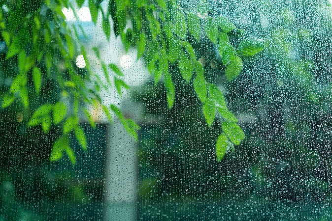 植物・雨